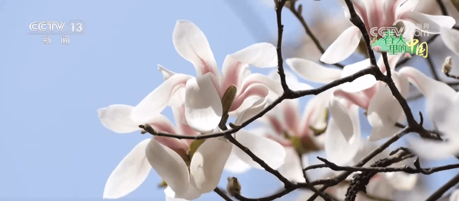 百花灼灼带火乡村文旅消费 “赏花+”让“流量”变“留量”