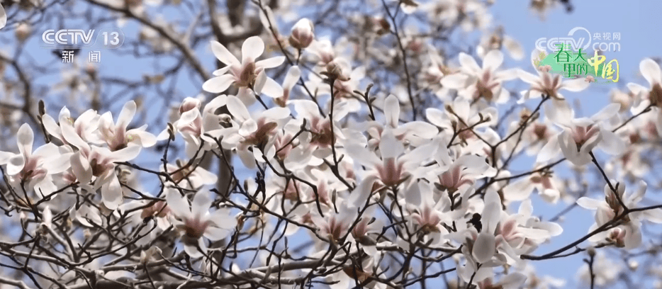 百花灼灼带火乡村文旅消费 “赏花+”让“流量”变“留量”