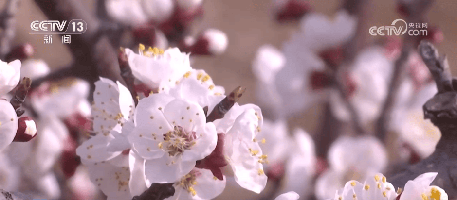 百花灼灼带火乡村文旅消费 “赏花+”让“流量”变“留量”