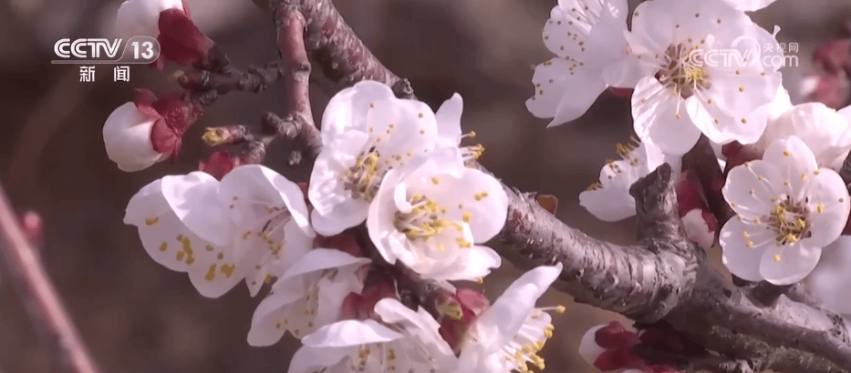 百花灼灼带火乡村文旅消费 “赏花+”让“流量”变“留量”