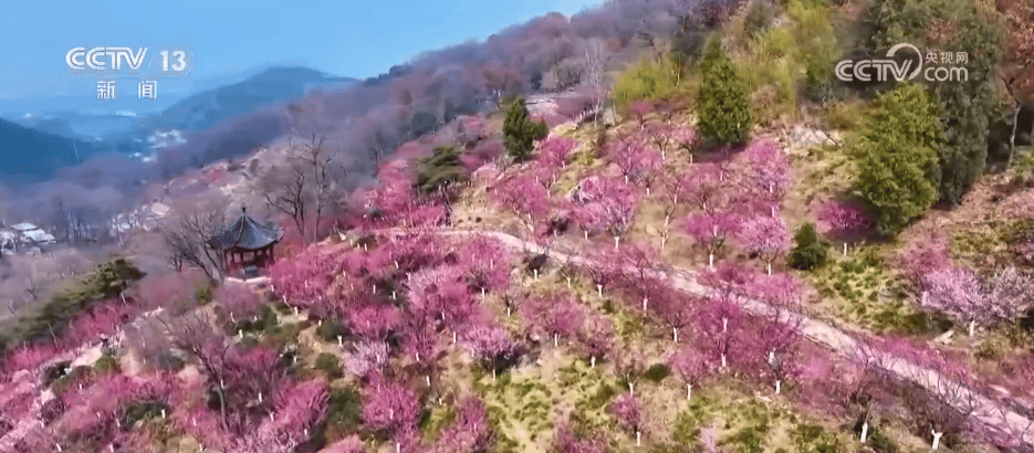百花灼灼带火乡村文旅消费 “赏花+”让“流量”变“留量”