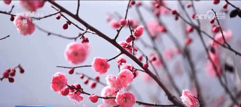 百花灼灼带火乡村文旅消费 “赏花+”让“流量”变“留量”
