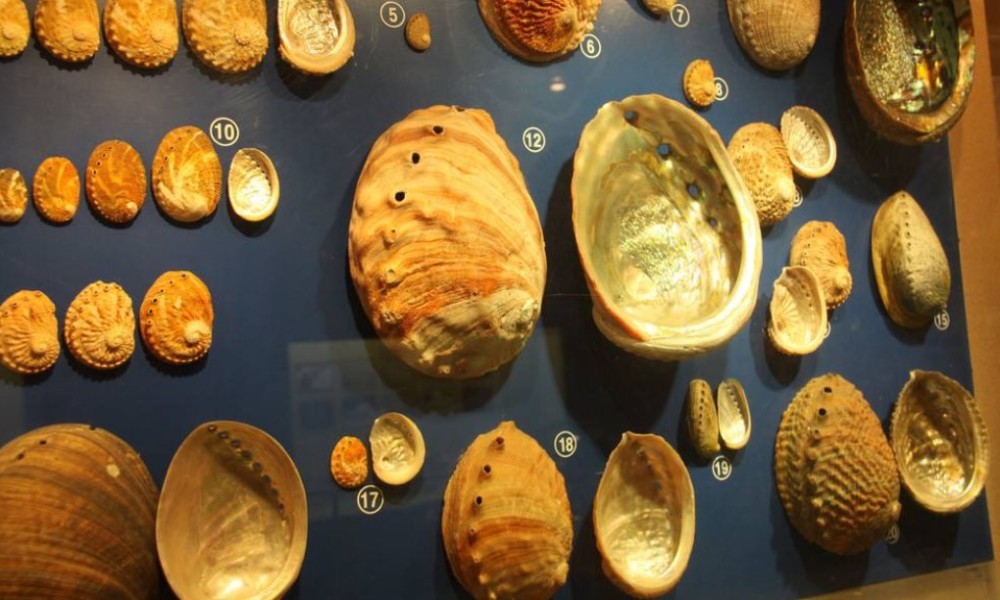 贝壳货币(贝壳货币是什么贝壳)