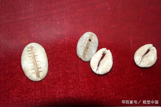 贝壳货币(贝壳货币是什么贝壳)