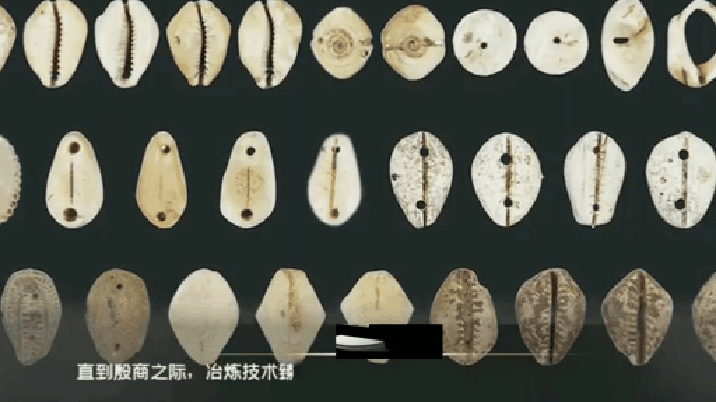 贝壳货币(贝壳钱币是什么朝代的)